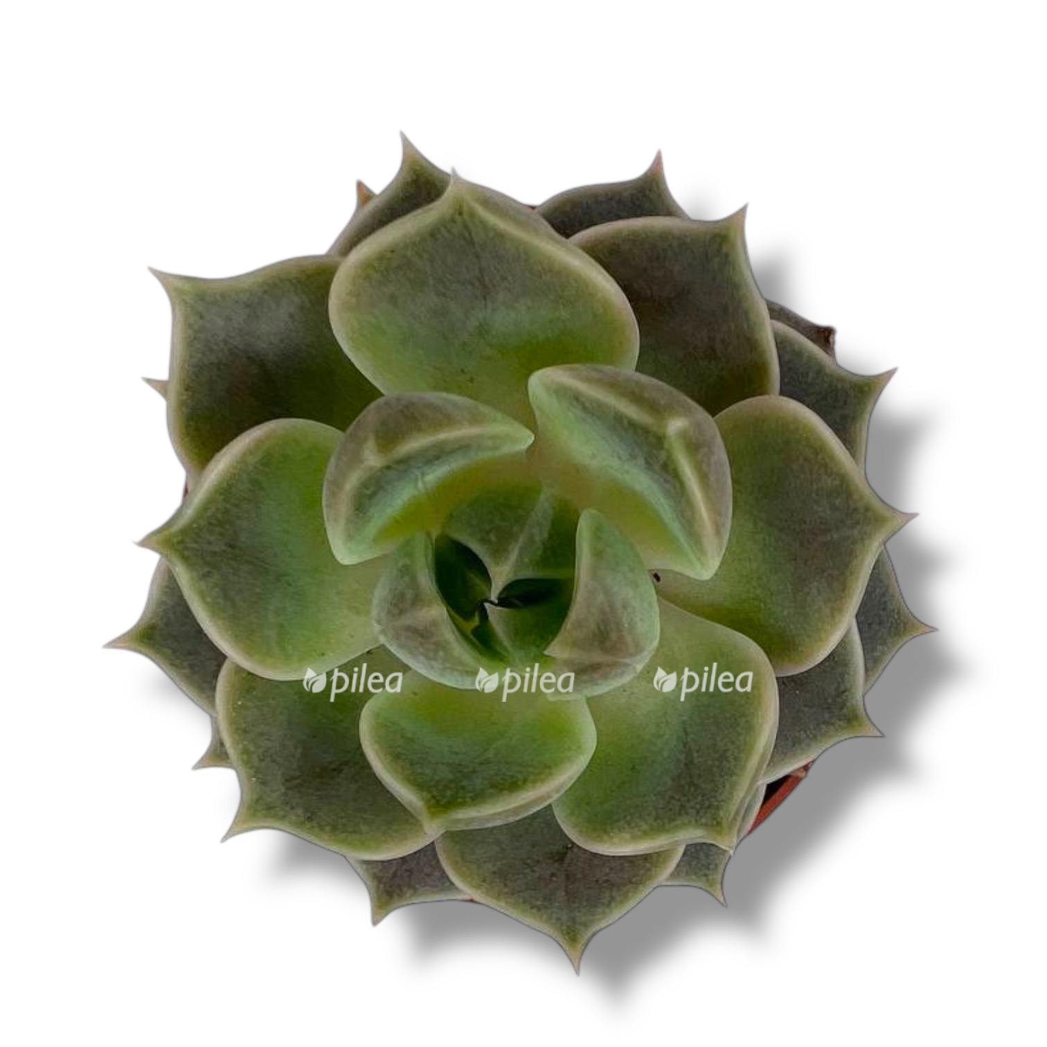 echeveria mars