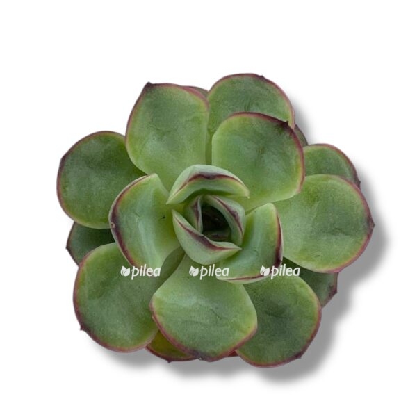 echeveria pulidonis e1743573581195