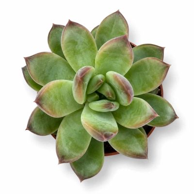 Эхеверия Ригель купить