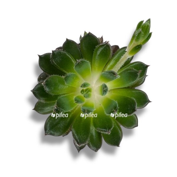 echeveria scorpio e1743572728108