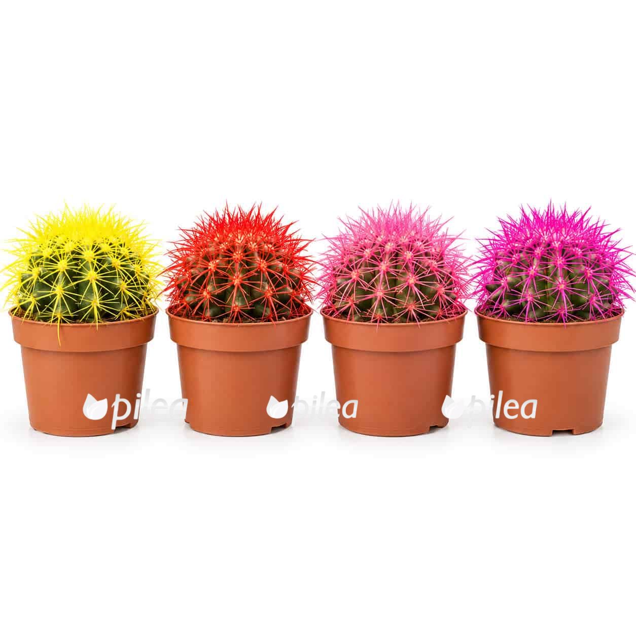 echinocactus grusonii rainbow