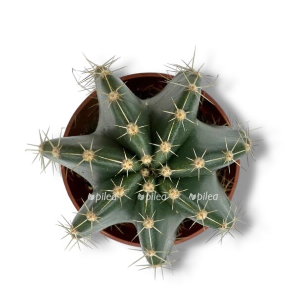 echinocereus inermis e1770573228250