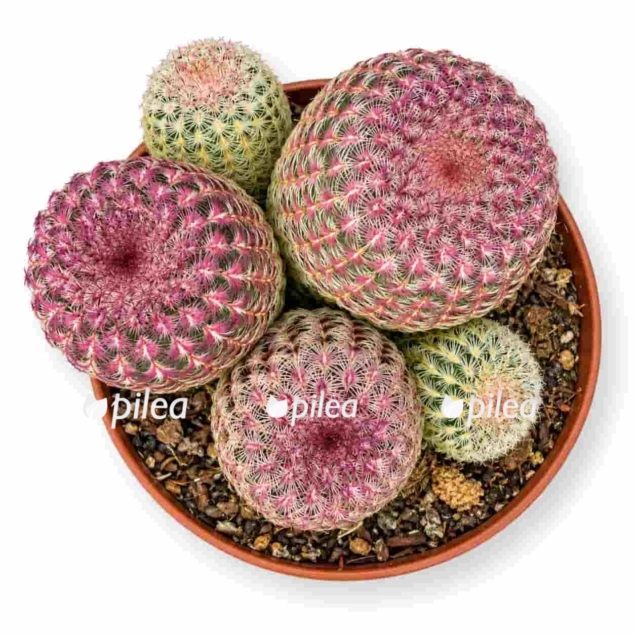 echinocereus rigidissimus