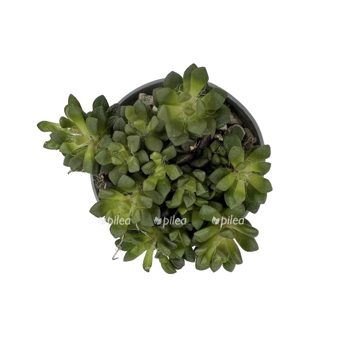 ed3da6f7 7913 488b aefb 26a4d8206fca