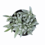 ed6ae6ed 07a0 48c7 8fef c8c36eb2d5a9 e1620849412282