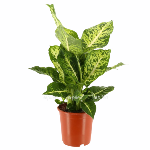 edf7fd6d 01fc 4cf9 9ba4 a4caf33cdd47 e1675170280902