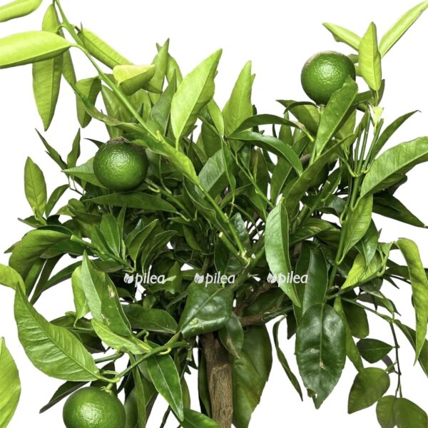 ee77cf75 8e91 46a6 95ee e1666670603656