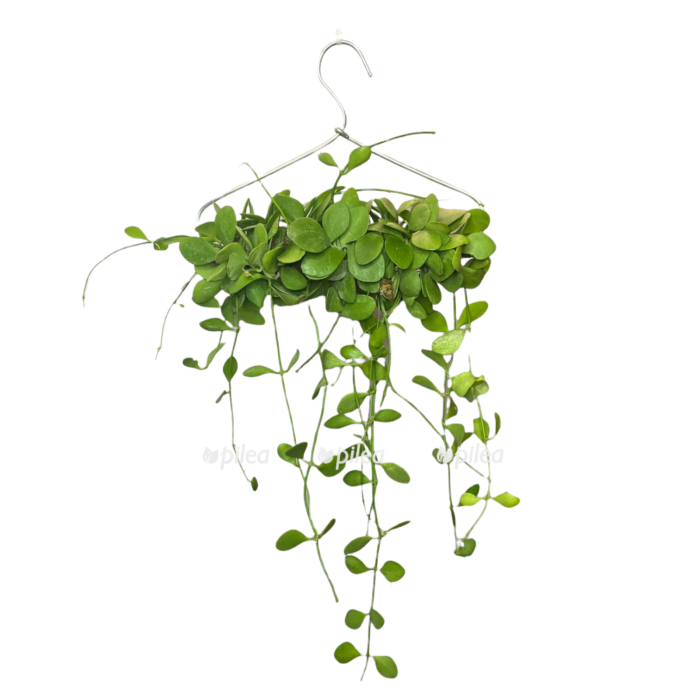 ef20cc67 84c2 4073 bfe1 de874745f931 e1680512646434