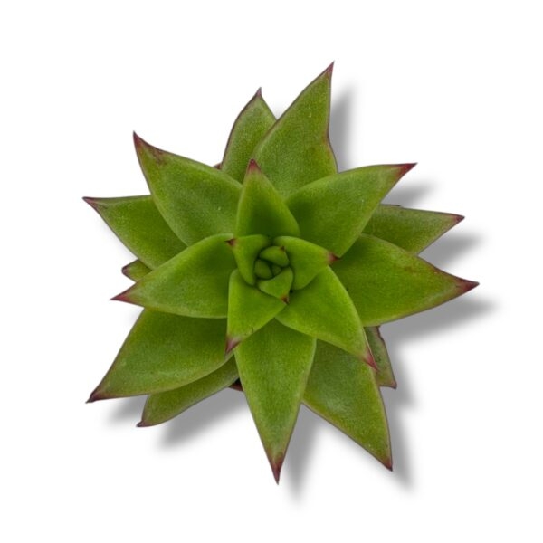 eheveriya lipstik e1742961570377