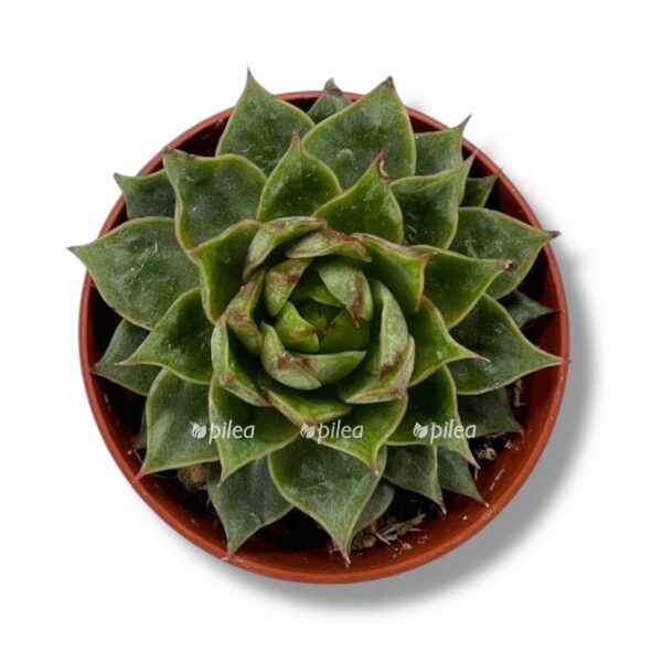 eheveriya parva e1742961413646