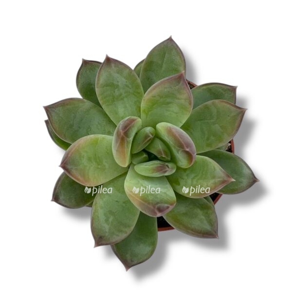 eheveriya rigel e1743520637891