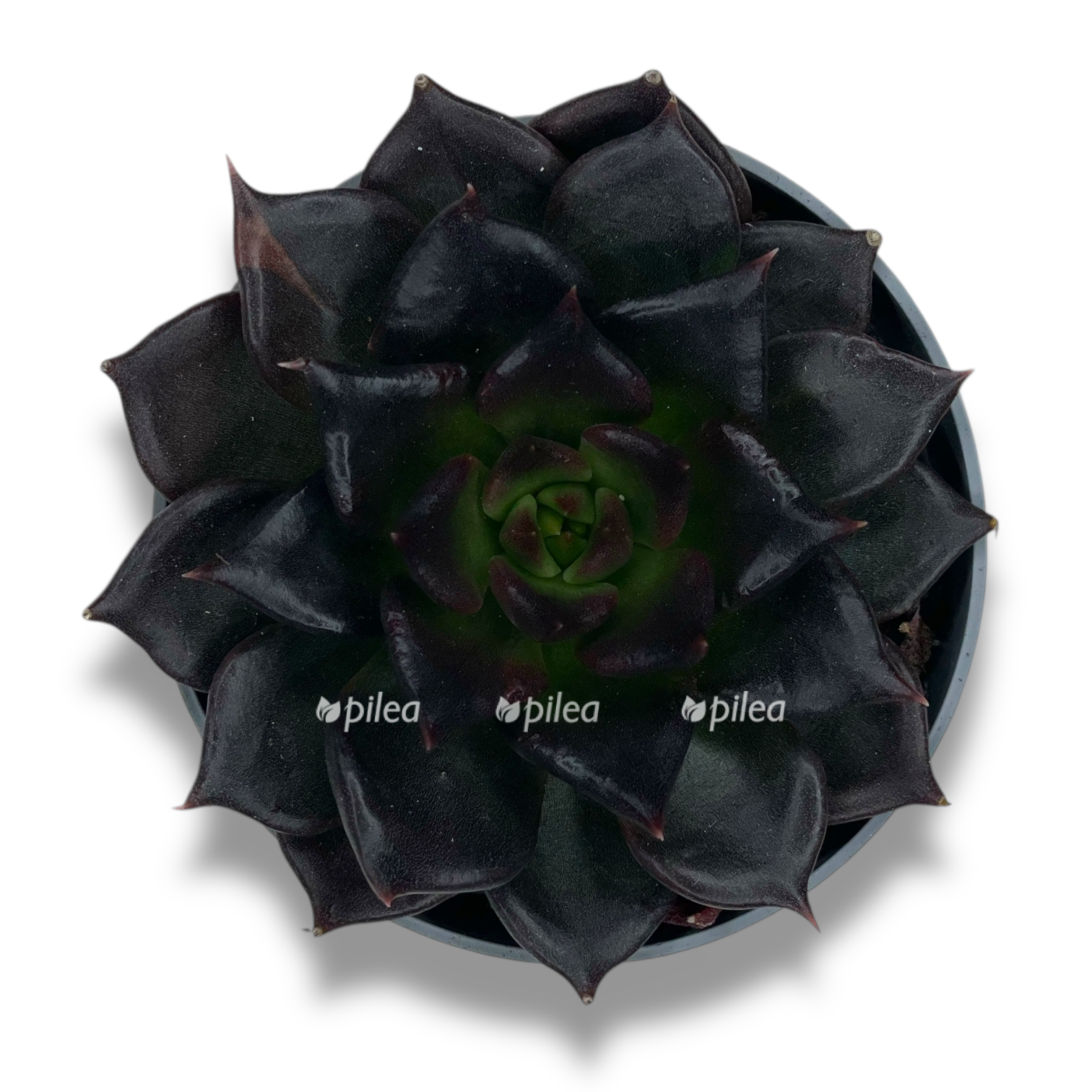 ekheveriya blek princ