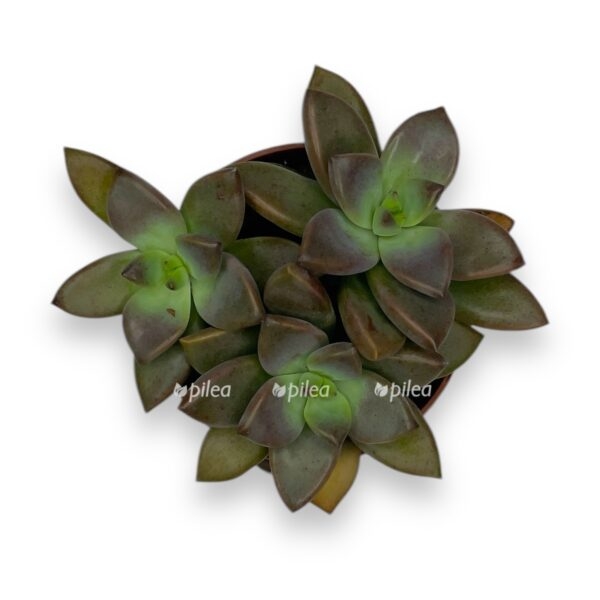 ekheveriya bordo hard e1729787731154