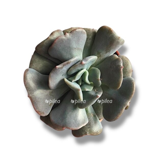 ekheveriya kubik frost e1770620444732