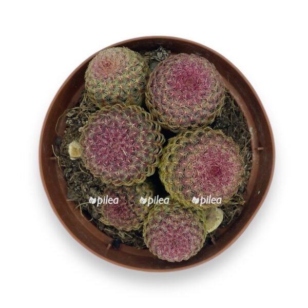 ekhinocereus rubrispinus e1729694486283