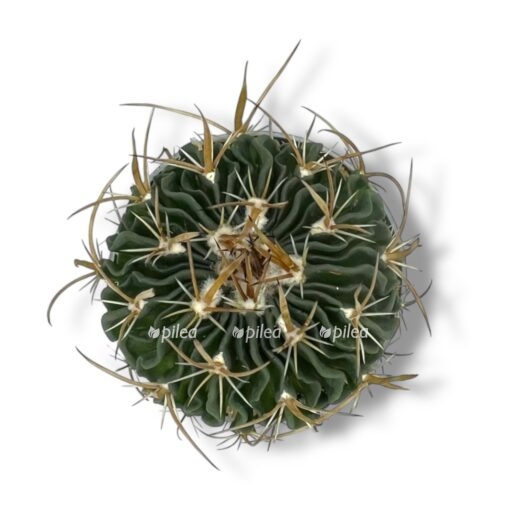 ekhinofossulokaktus multikostatum e1770573749139