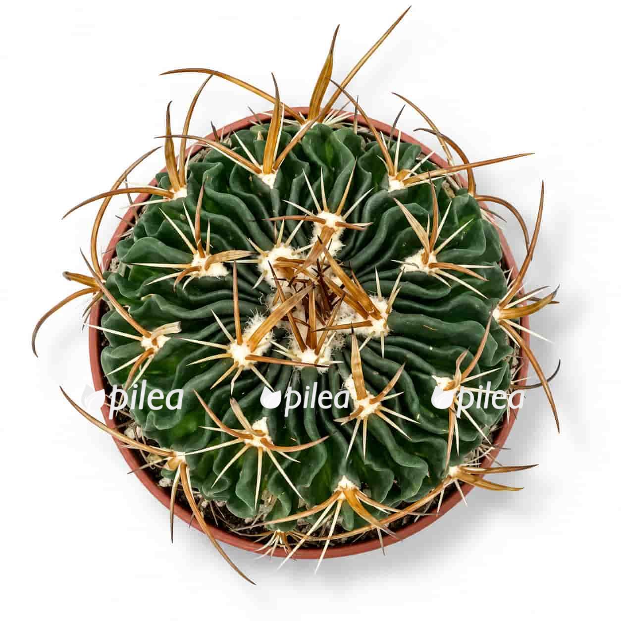 ekhinofossulokaktus multikostatum