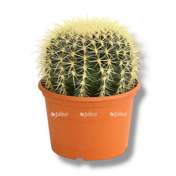 ekhinokaktus gruzoni e1770574687749