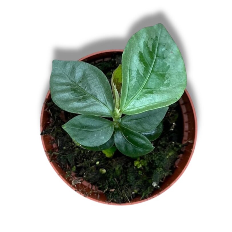 elatostema vittatum e1773171691683