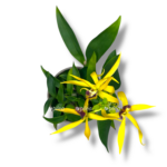 encyclia octopus