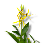 encyclia octopus 1 1