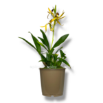 encyclia octopus