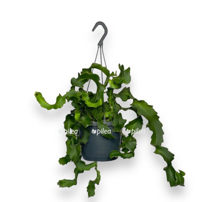 epiphyllum guatemalense e1711047552342