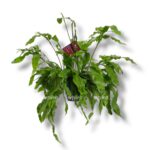 epiphyllum oxypetalum