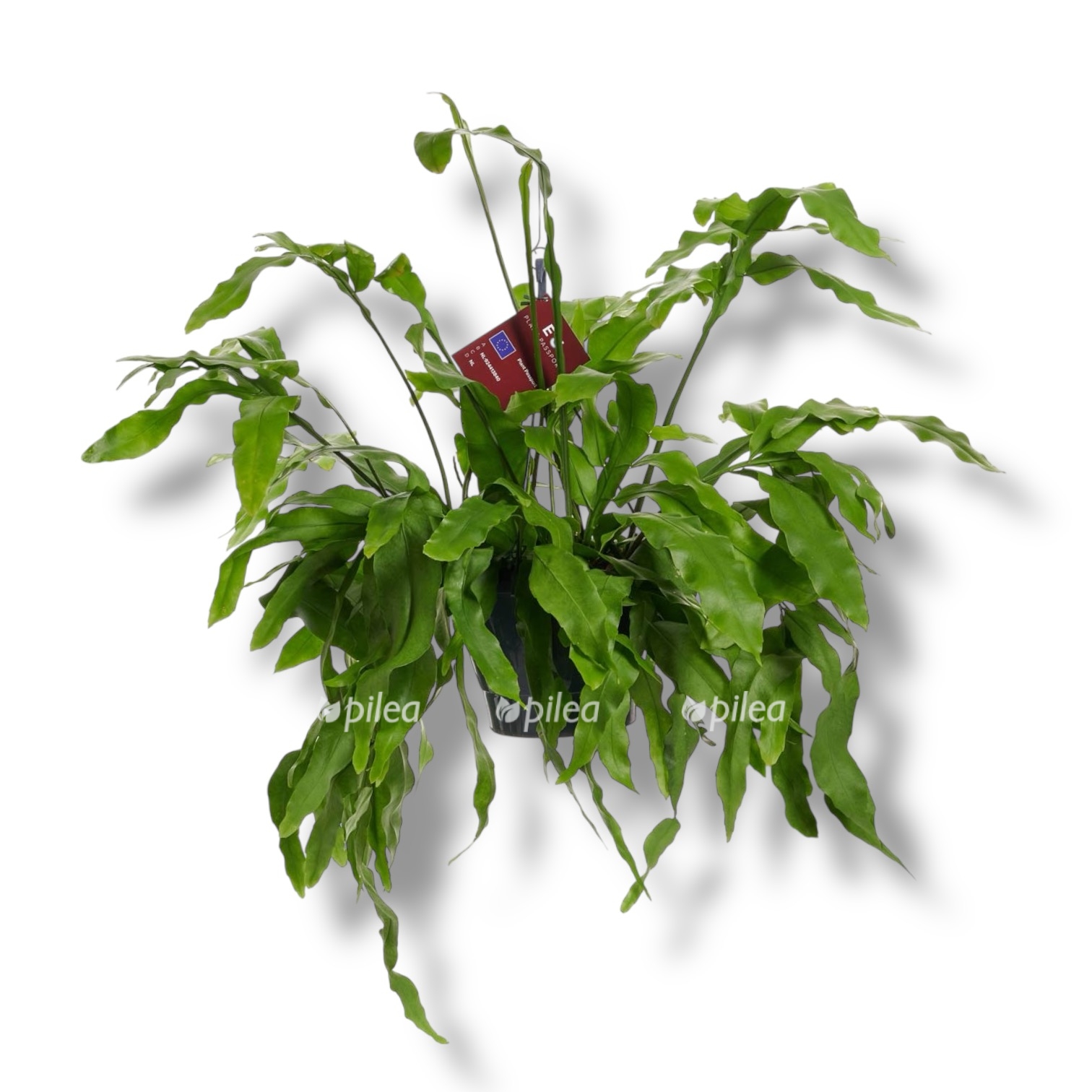 epiphyllum oxypetalum