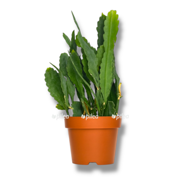 epiphyllum sarah courant e1758345402601