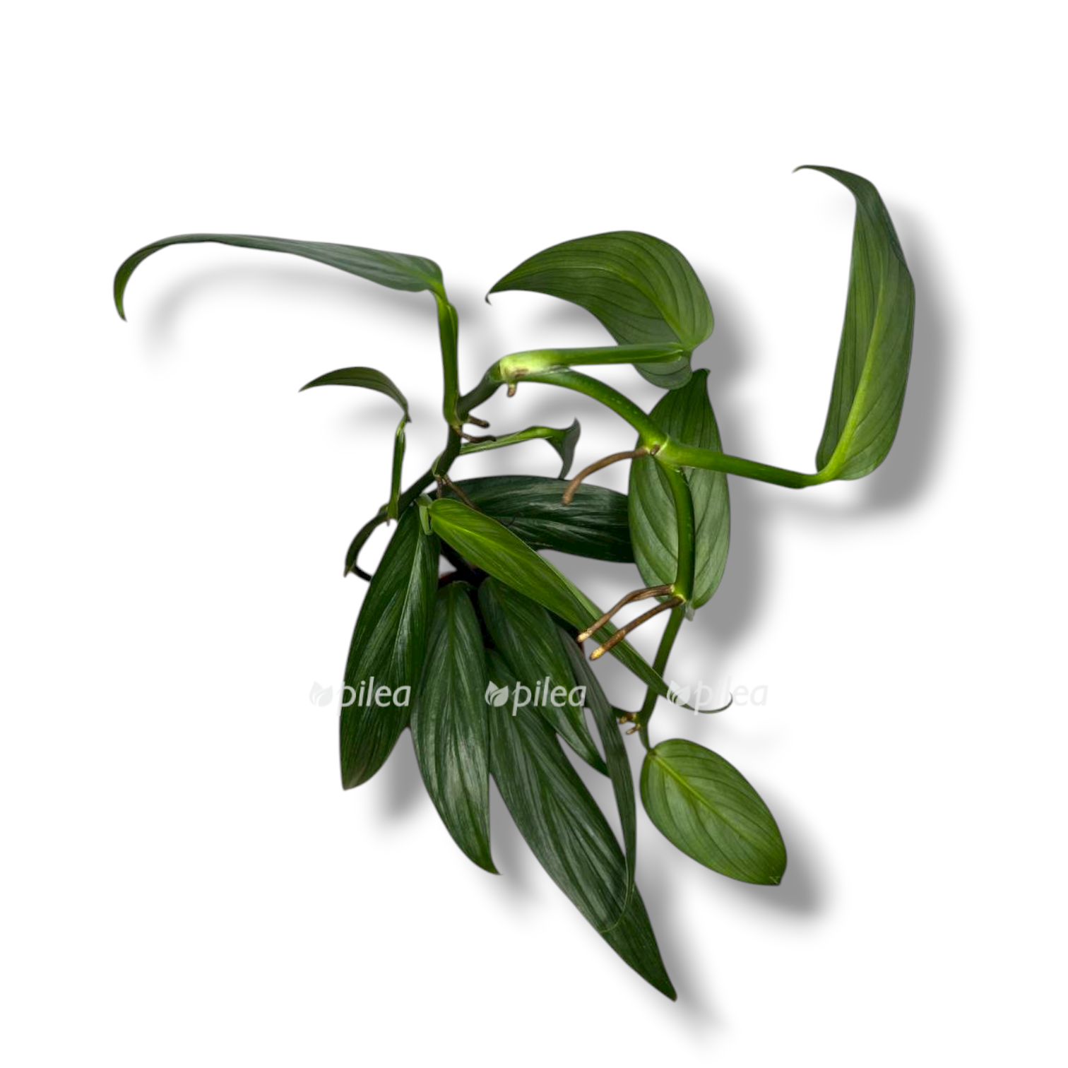 epipremnum amplisimum silver strajp