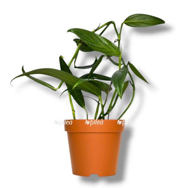 epipremnum amplisimum silver strajp e1762852484808