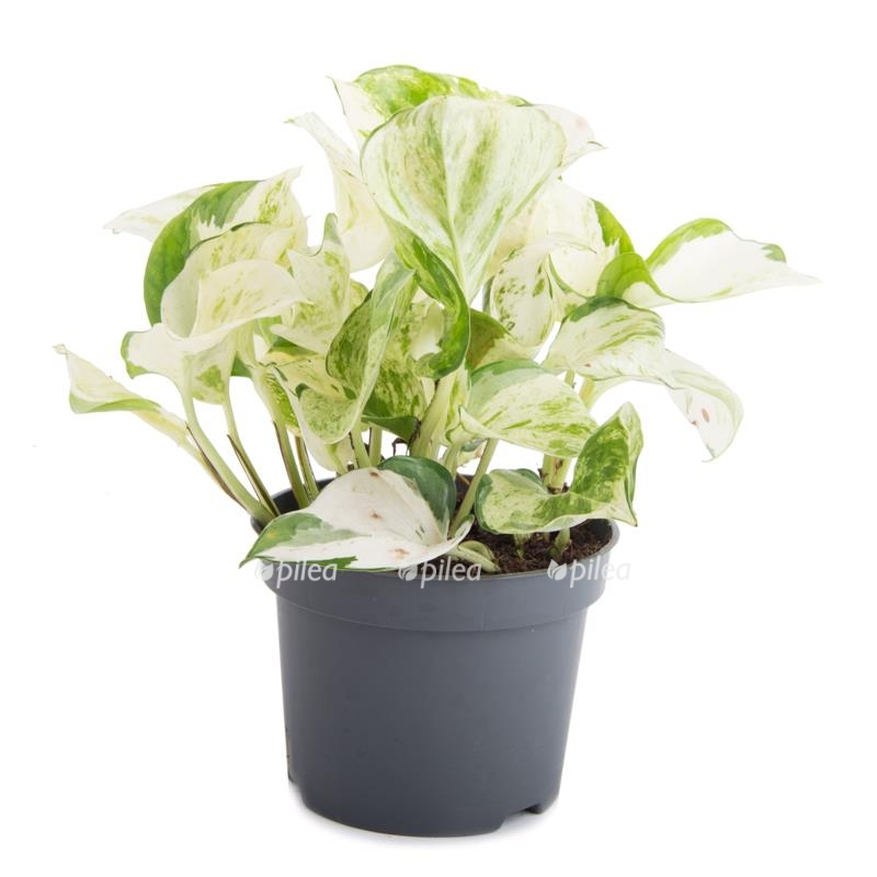 epipremnum aureum potho mini plante a vendre