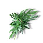 epipremnum baltik blyu