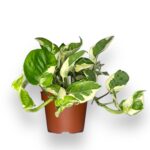 epipremnum endzhoj