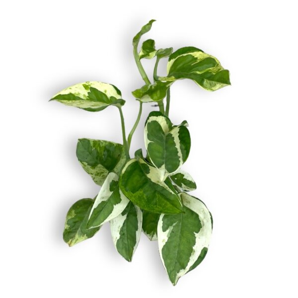 epipremnum endzhoj e1723750098131