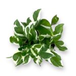 epipremnum glasier