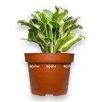 epipremnum glasier e1725684775222