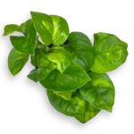 epipremnum global grin