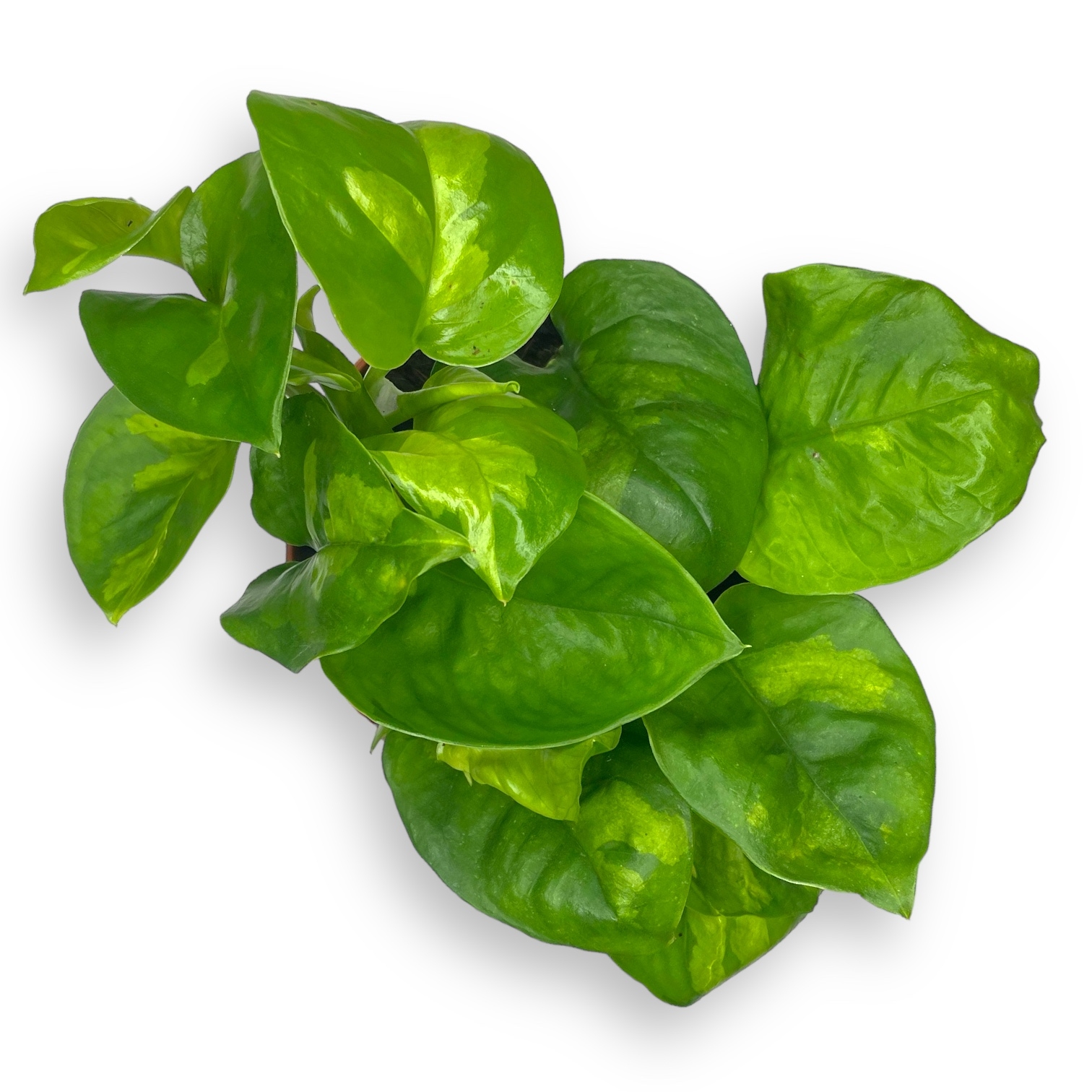 epipremnum global grin