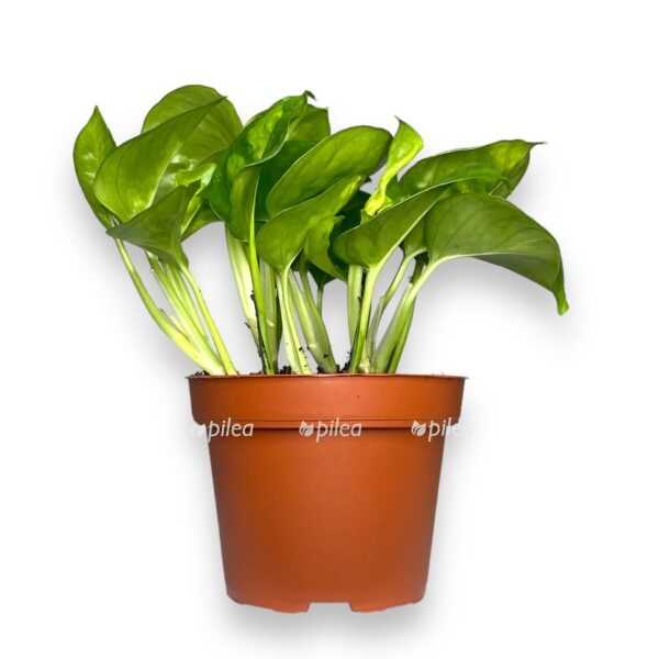 epipremnum global grin e1768208522574