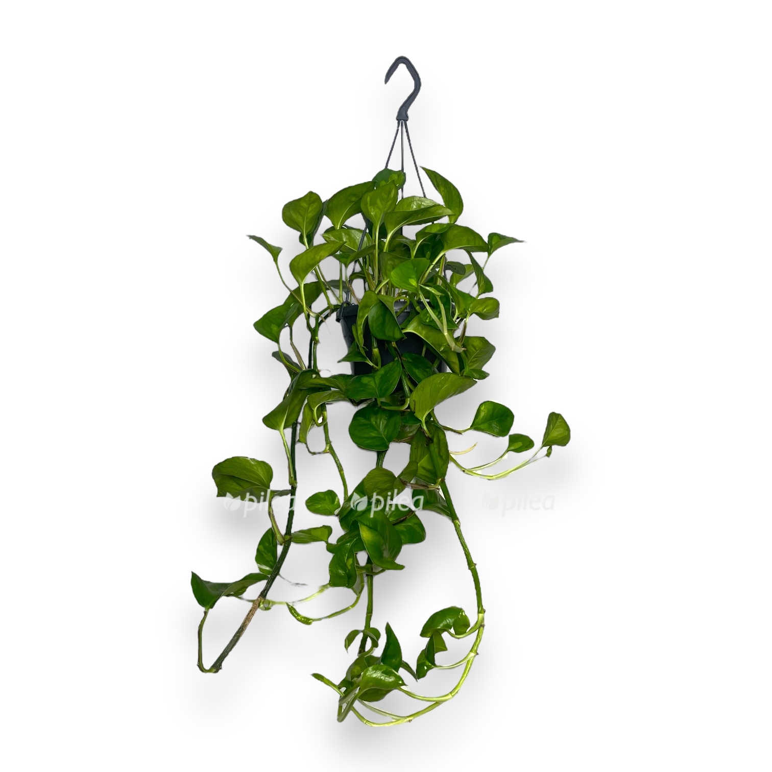 epipremnum global grin podvesnoj