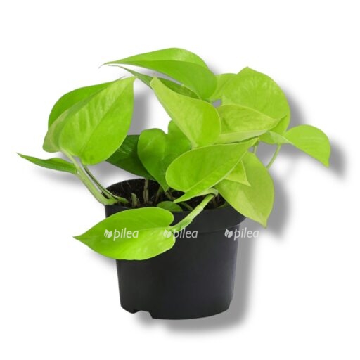 epipremnum golden potos e1769158844885