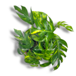 epipremnum goldfinger