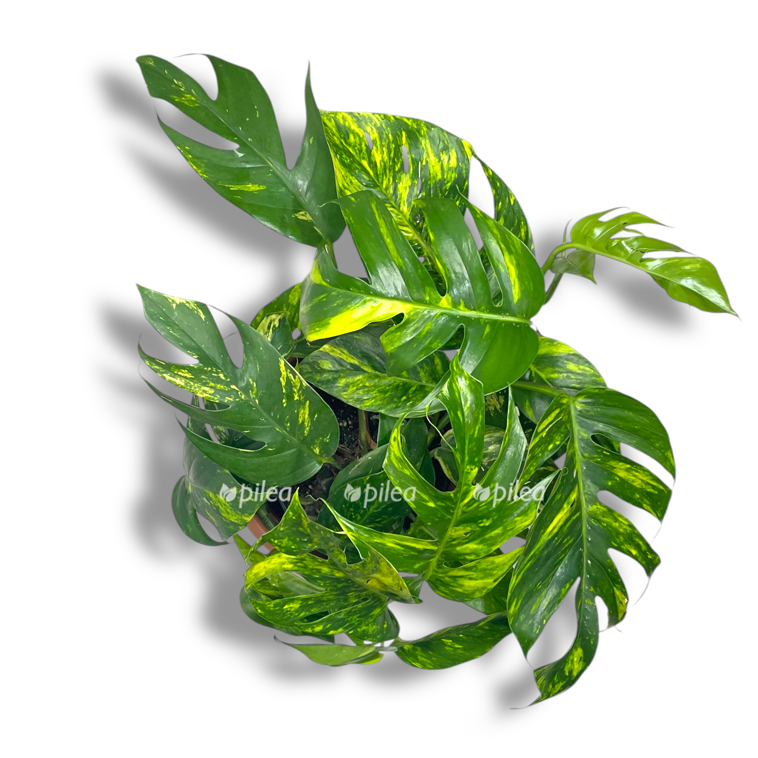 epipremnum goldfinger