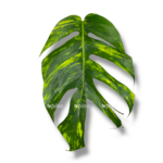 epipremnum goldfinger 1 1
