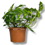 epipremnum goldfinger