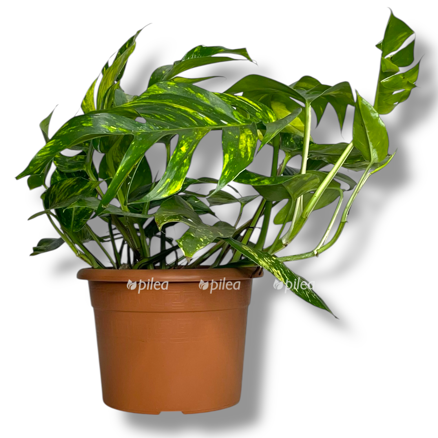 epipremnum goldfinger