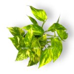 epipremnum hikolor