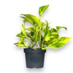 epipremnum hikolor e1765644591910